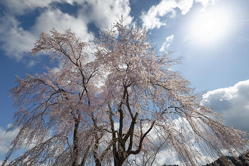桜巡り2019@京北 八幡宮社_f0032011_15322420.jpg