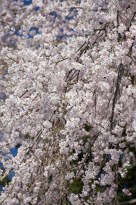 桜巡り2019@京北 八幡宮社_f0032011_15322425.jpg