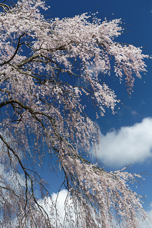 桜巡り2019@京北 八幡宮社_f0032011_15322481.jpg
