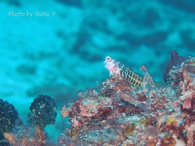 c0211615_11581924.jpg
