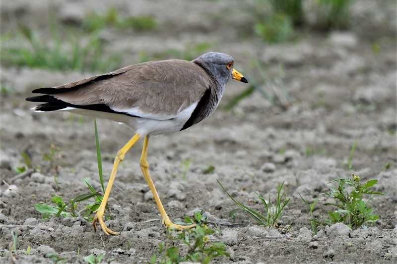 この土地は渡せません!・・・ケリさん 鳥と共に日々是好日