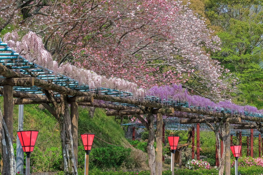 蓮華寺池の藤_d0377637_15430812.jpg