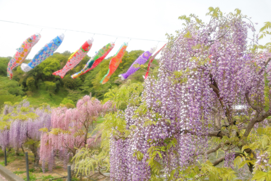 藤まつり 蓮華寺池公園 やきつべふぉと