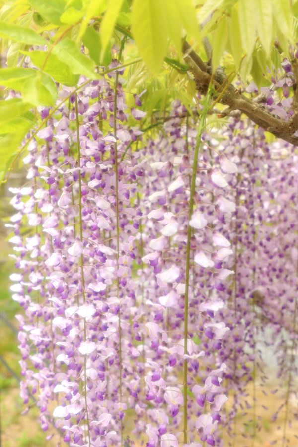 藤まつり 蓮華寺池公園 やきつべふぉと 藤まつり 蓮華寺池公園 やきつべふぉと