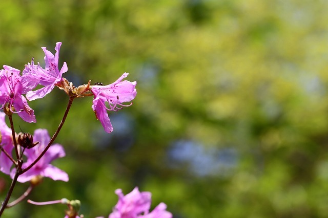 a0242438_12422466.jpg