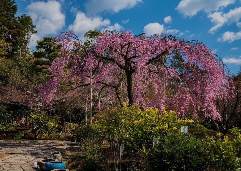 2019京都桜~法金剛院_e0363038_10300520.jpg