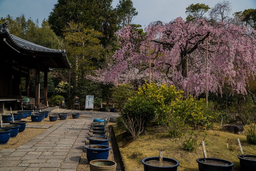 2019京都桜~法金剛院_e0363038_10300955.jpg