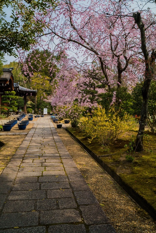 2019京都桜~法金剛院_e0363038_10301356.jpg