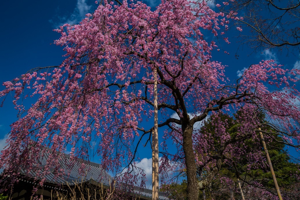2019京都桜~法金剛院_e0363038_10301790.jpg