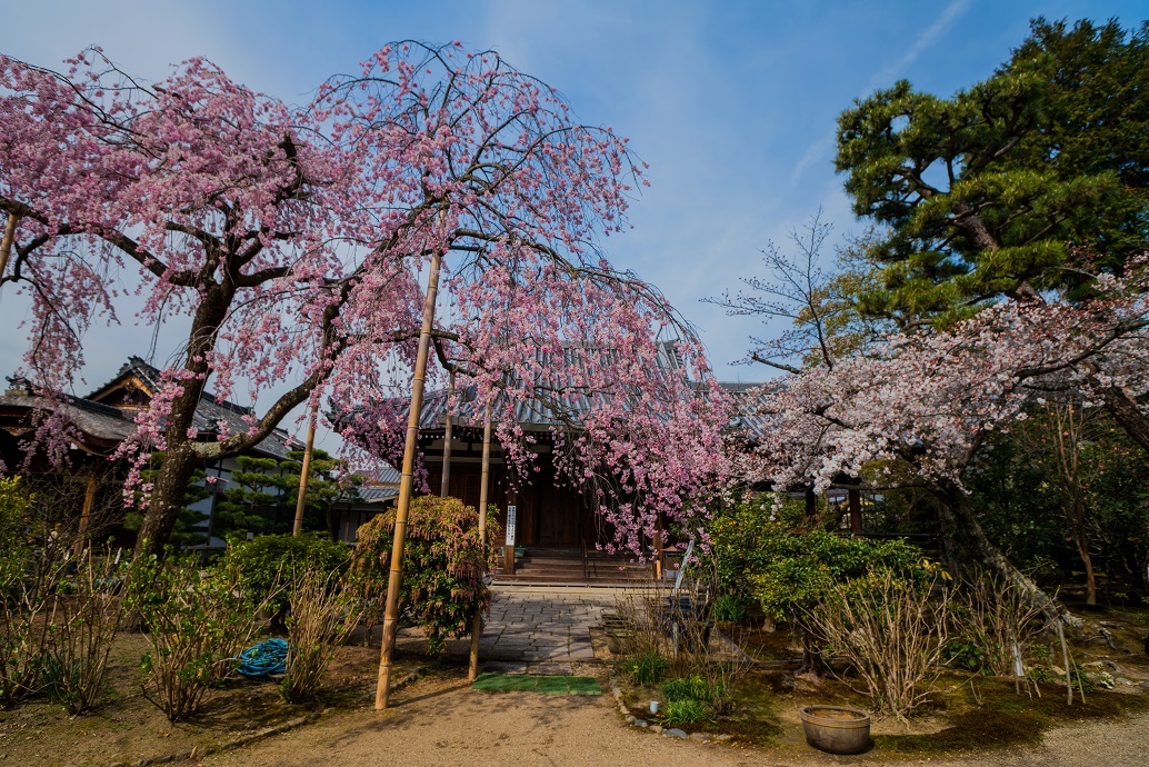 2019京都桜~法金剛院_e0363038_10302158.jpg
