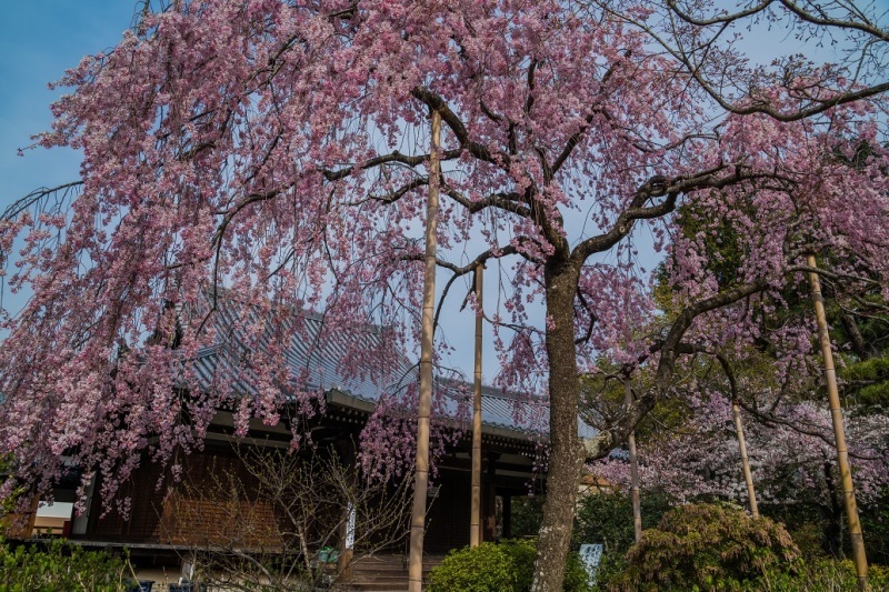 2019京都桜~法金剛院_e0363038_10302589.jpg
