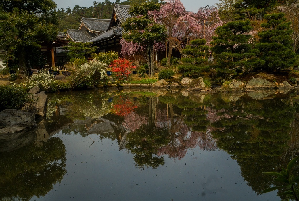 2019京都桜~法金剛院_e0363038_10302979.jpg