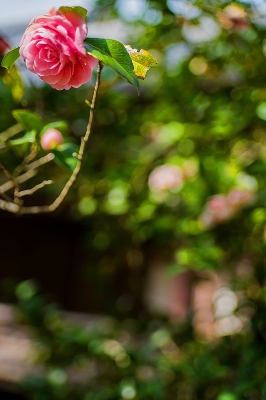 2019京都桜~法金剛院_e0363038_10303518.jpg