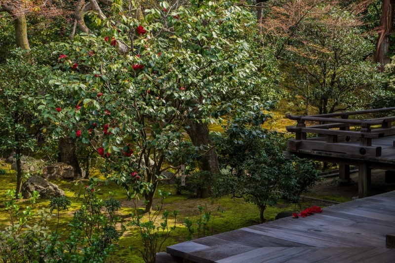2019京都桜~法金剛院_e0363038_10304088.jpg