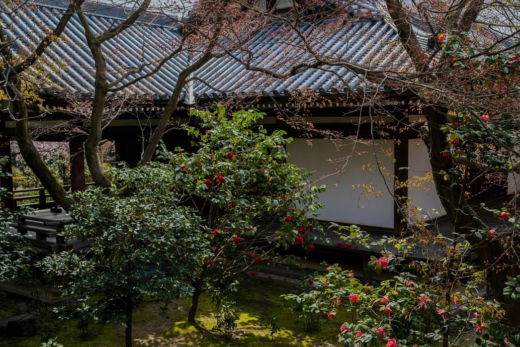 2019京都桜~法金剛院_e0363038_10304735.jpg