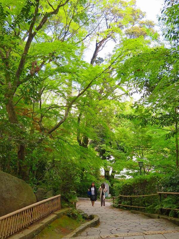 長岡天満宮の境内の「青もみじ」20190426_e0237645_21262192.jpg