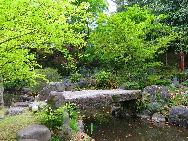 長岡天満宮の境内の「青もみじ」20190426_e0237645_21271923.jpg