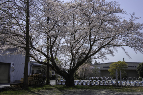 工場の桜_c0153446_11362985.jpg