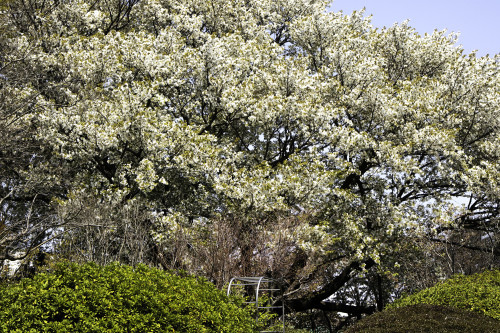 工場の桜_c0153446_11373175.jpg