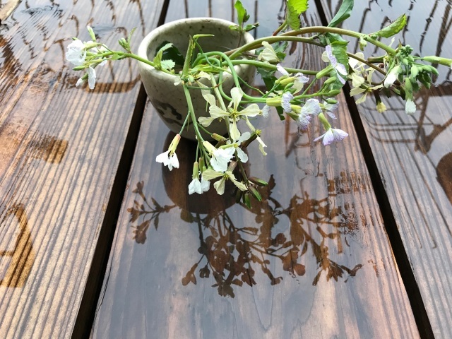 らしからぬ天気_d0101846_06565268.jpeg