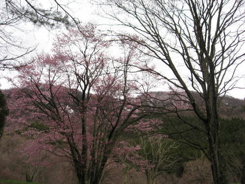 開花情報_b0365347_23265176.jpg