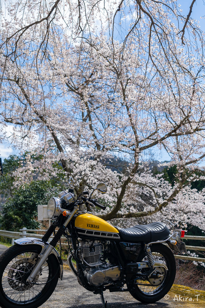 バイクは楽し!! YAMAHA SR400 -51- 🌸_f0152550_18360447.jpg