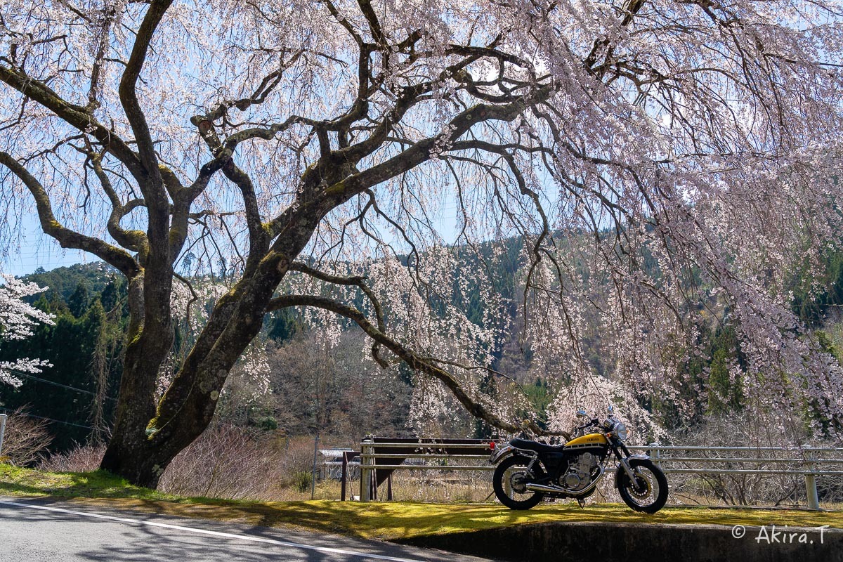 バイクは楽し!! YAMAHA SR400 -51- 🌸_f0152550_18390295.jpg