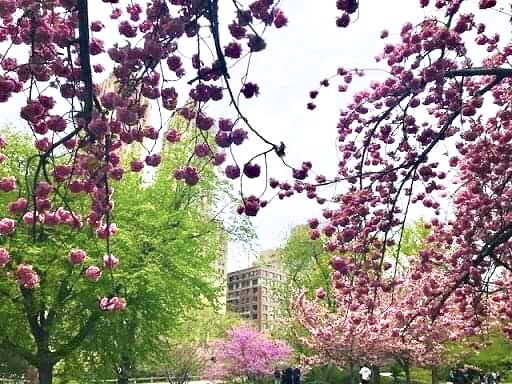 NYセントラルパークの桜のお茶会・平成最後の日。_f0181251_16315618.jpg