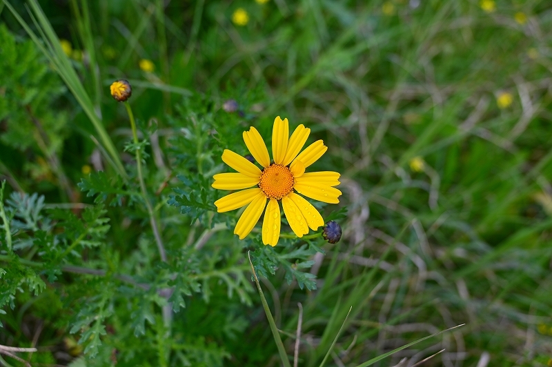 f0140054_08082227.jpg
