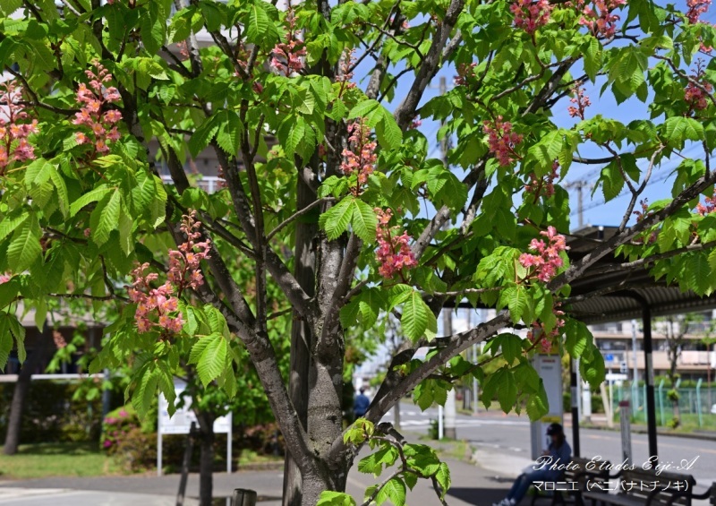 ライラックとマロニエの散歩道 フォト エチュード Photo Etudes ライラックとマロニエの散歩道 フォト エチュード Photo Etudes