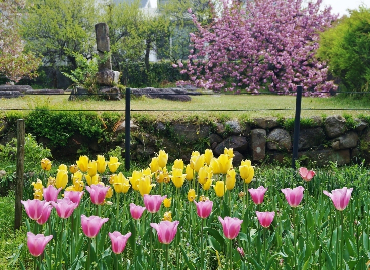 ～ならまちの秘密の花園～　華厳宗 元興寺_b0063958_07022846.jpg