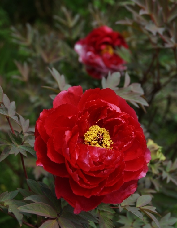 ～ならまちの秘密の花園～　華厳宗 元興寺_b0063958_07113430.jpg