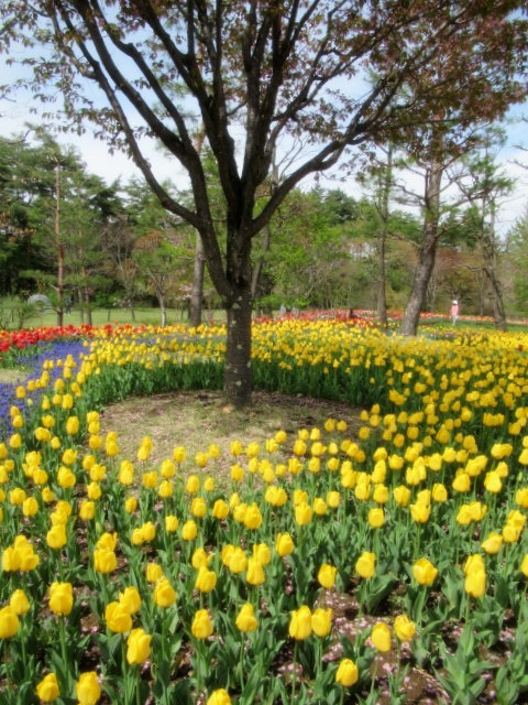 Gw 信州花フェスタ19 国営アルプスあづみの公園 38万本のチューリップ ぴきょログ 軽井沢でぐーたら生活