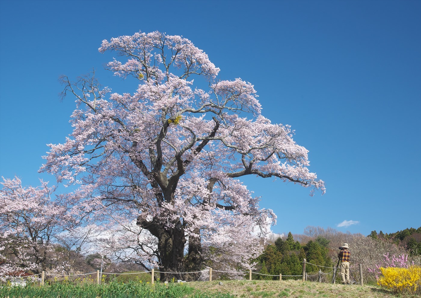 塩ノ崎大桜 Patrappi Annex 塩ノ崎大桜 Patrappi Annex