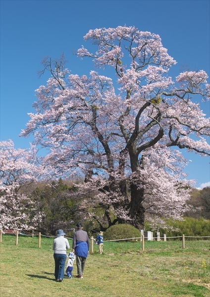 塩ノ崎大桜 Patrappi Annex 塩ノ崎大桜 Patrappi Annex