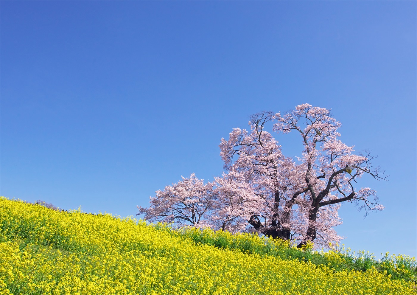 塩ノ崎大桜 Patrappi Annex 塩ノ崎大桜 Patrappi Annex