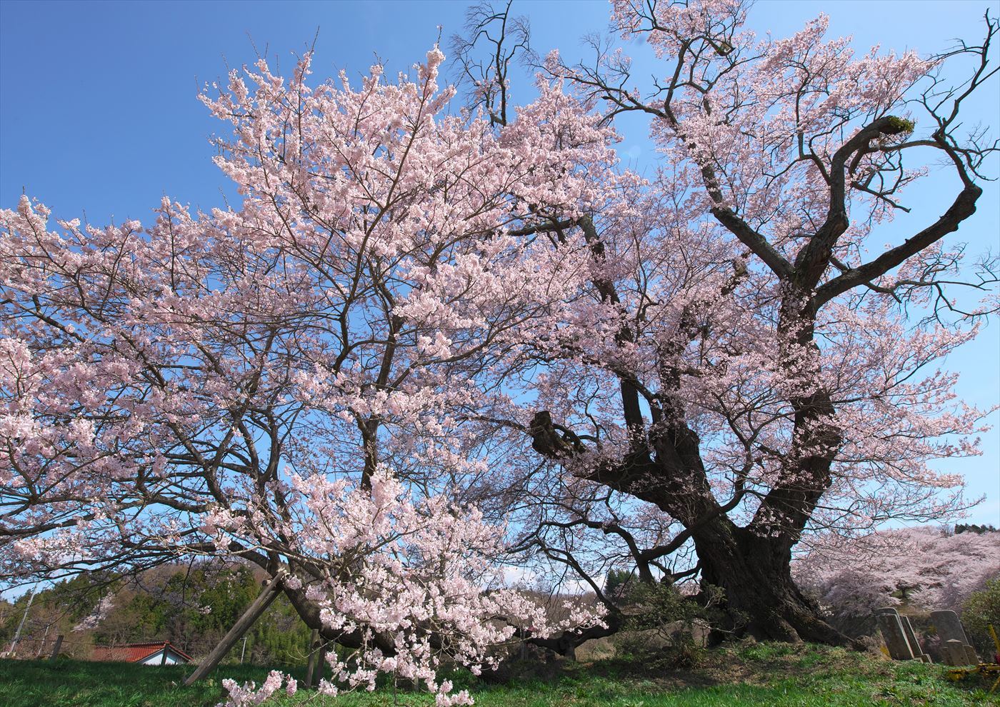 塩ノ崎大桜 Patrappi Annex 塩ノ崎大桜 Patrappi Annex