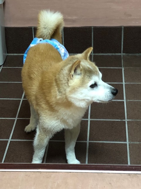 良太郎くんのお泊り(2019・4・30)_e0367571_19332595.jpg