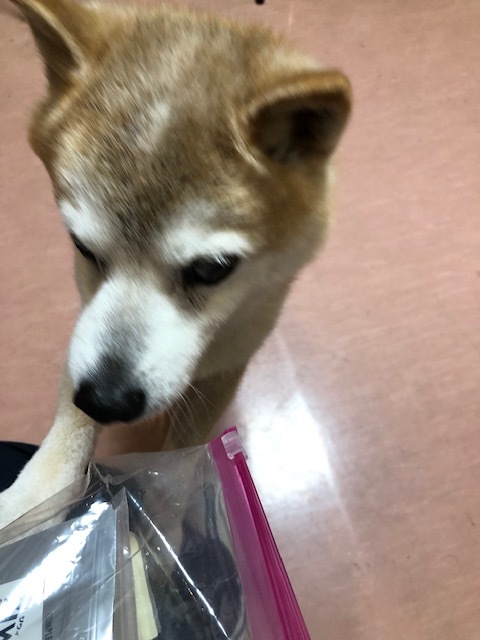 良太郎くんのお泊り(2019・4・30)_e0367571_19334200.jpg