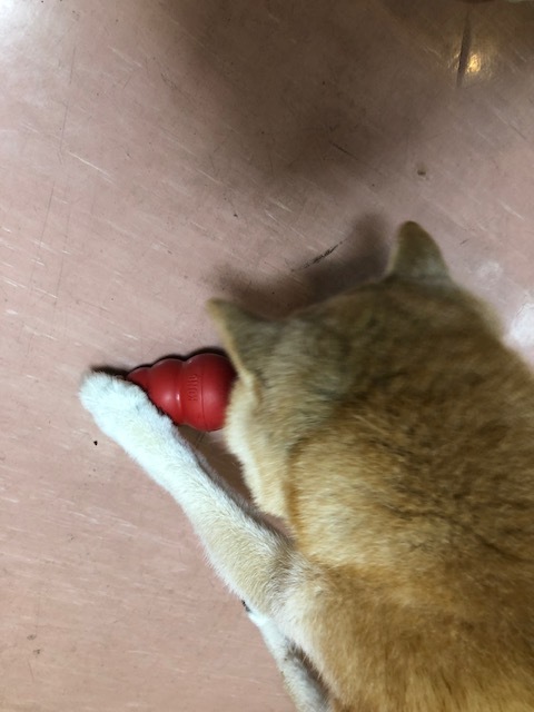 良太郎くんのお泊り(2019・4・30)_e0367571_19340874.jpg