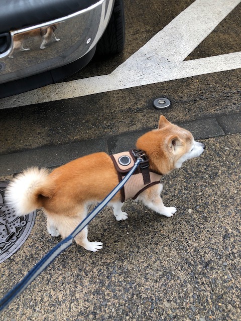 良太郎くんのお泊り(2019・4・30)_e0367571_19355388.jpg