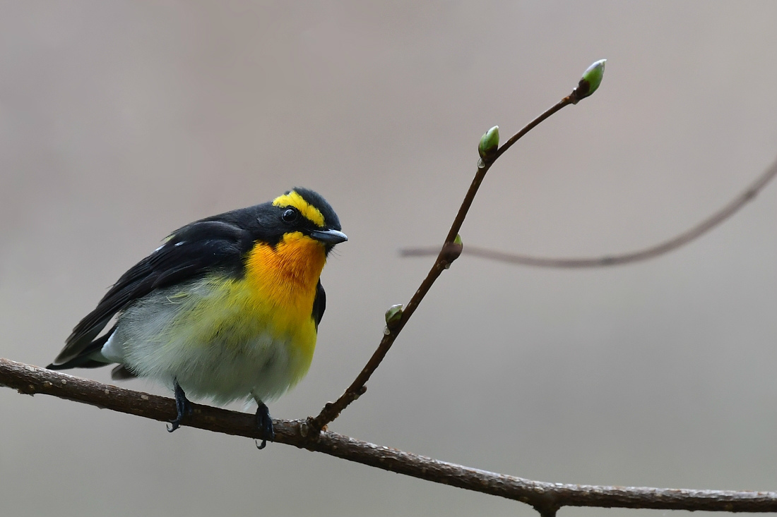 令和元年 最初の鳥さんは キビタキ_f0053272_23134149.jpg