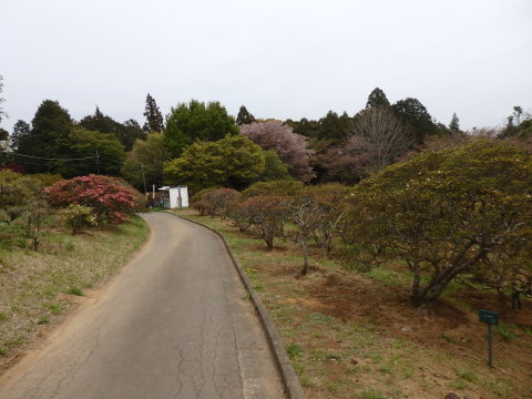 道祖神峠と笠間のつつじ祭り_e0268680_08005823.jpg