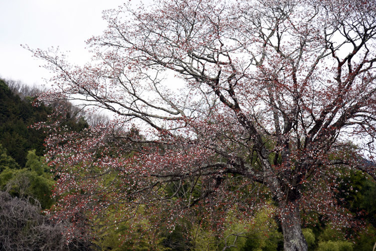 山桜_d0220684_22423512.jpg