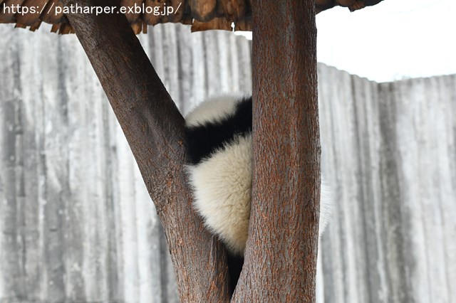 ２０１９年３月　成都大熊猫繁殖研究基地　その１１_a0052986_2213553.jpg