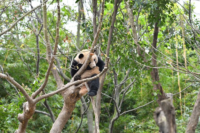 ２０１９年３月　成都大熊猫繁殖研究基地　その１１_a0052986_22272396.jpg