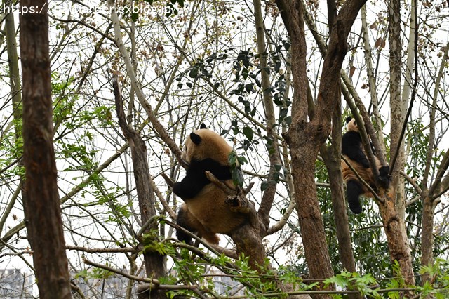 ２０１９年３月　成都大熊猫繁殖研究基地　その１１_a0052986_22294999.jpg