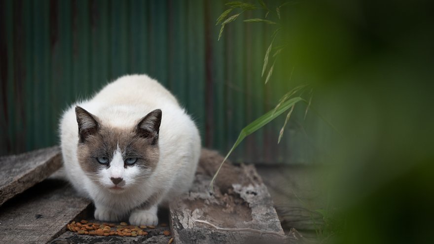 猫の島_d0353489_23253313.jpg