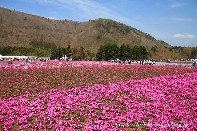 富士芝桜まつり_f0374092_17574492.jpg