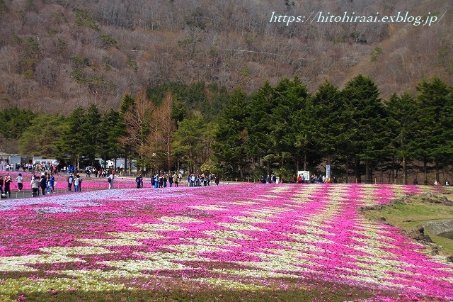 富士芝桜まつり_f0374092_18052135.jpg